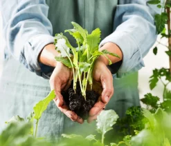 Dehner Bio Gartengemüse|Bio-Gemüsepflanzen > Bio Kohlrabi weiß, 6er Schale