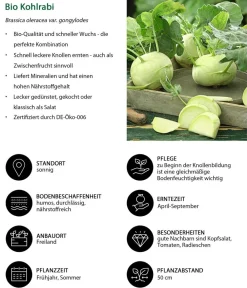 Dehner Bio Gartengemüse|Bio-Gemüsepflanzen > Bio Kohlrabi weiß, 6er Schale