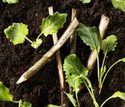 Dehner Bio Gartengemüse|Bio-Gemüsepflanzen > Bio Kohlrabi weiß, 6er Schale