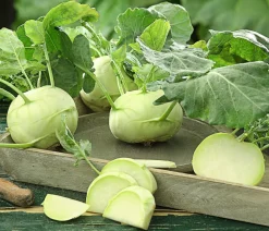 Dehner Bio Gartengemüse|Bio-Gemüsepflanzen > Bio Kohlrabi weiß, 6er Schale