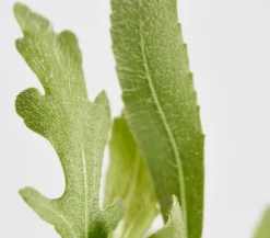 Dehner Bio Sommerstauden|Bio Stauden - Bio Kokardenblume 'Burgunder' Dunkelrot