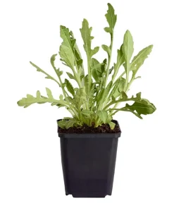 Dehner Bio Sommerstauden|Bio Stauden - Bio Kokardenblume 'Burgunder' Dunkelrot