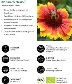 Dehner Bio Sommerstauden|Bio Stauden > Bio Kokardenblume 'Kobold'