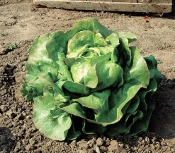 Dehner Bio Bio Kopfsalat, lausresistent, 6er Schale Grün Outlet
