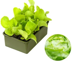 Dehner Bio Bio Kopfsalat, lausresistent, 6er Schale Grün Outlet