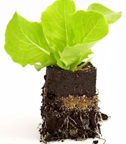 Dehner Bio Bio Kopfsalat, lausresistent, 6er Schale Grün Outlet