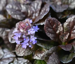 Dehner Bio Bodendecker & Efeu|Bio Stauden - Bio Kriechender Günsel 'Atropurpurea' Lila