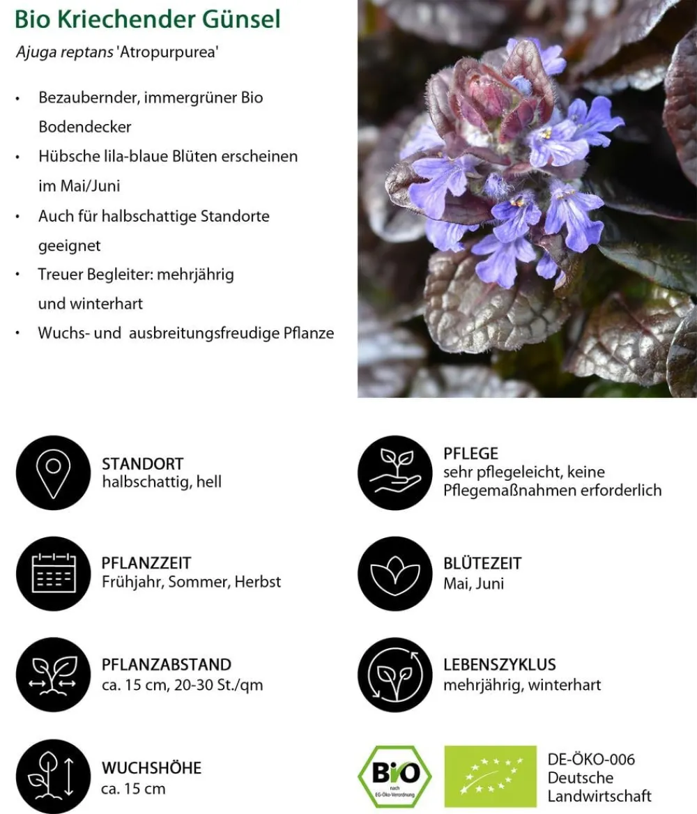 Dehner Bio Bodendecker & Efeu|Bio Stauden - Bio Kriechender Günsel 'Atropurpurea' Lila