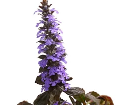 Dehner Bio Bodendecker & Efeu|Bio Stauden - Bio Kriechender Günsel 'Atropurpurea' Lila