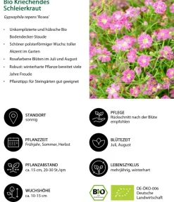 Dehner Bio Bio Kriechendes Schleierkraut 'Rosea' Rosa Online