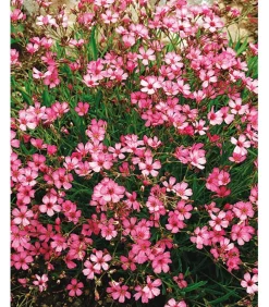 Dehner Bio Bio Kriechendes Schleierkraut 'Rosea' Rosa Online