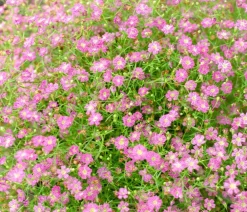 Dehner Bio Bio Kriechendes Schleierkraut 'Rosea' Rosa Online
