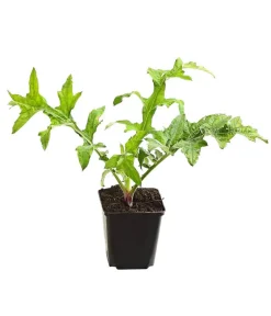 Dehner Bio Steingartenstauden|Bio Stauden > Bio Kugeldistel