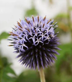 Dehner Bio Steingartenstauden|Bio Stauden > Bio Kugeldistel