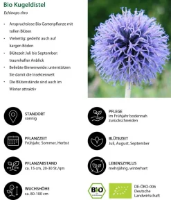 Dehner Bio Steingartenstauden|Bio Stauden > Bio Kugeldistel