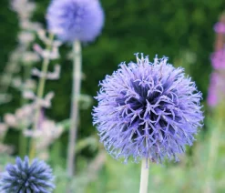 Dehner Bio Steingartenstauden|Bio Stauden > Bio Kugeldistel
