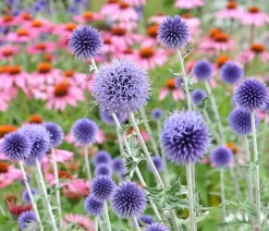 Dehner Bio Steingartenstauden|Bio Stauden > Bio Kugeldistel