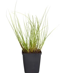Dehner Bio Gräser|Bio Stauden - Bio Lampenputzergras 'Hameln'