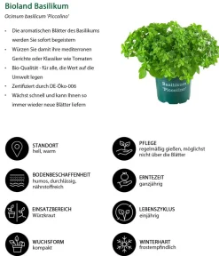Bioland Bio-Kräuter - Basilikum 'Piccolino' Grün