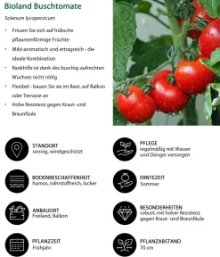 Bioland Auberginen- & Tomatenpflanzen|Bio-Gemüsepflanzen > Buschtomate
