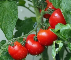 Bioland Auberginen- & Tomatenpflanzen|Bio-Gemüsepflanzen > Buschtomate