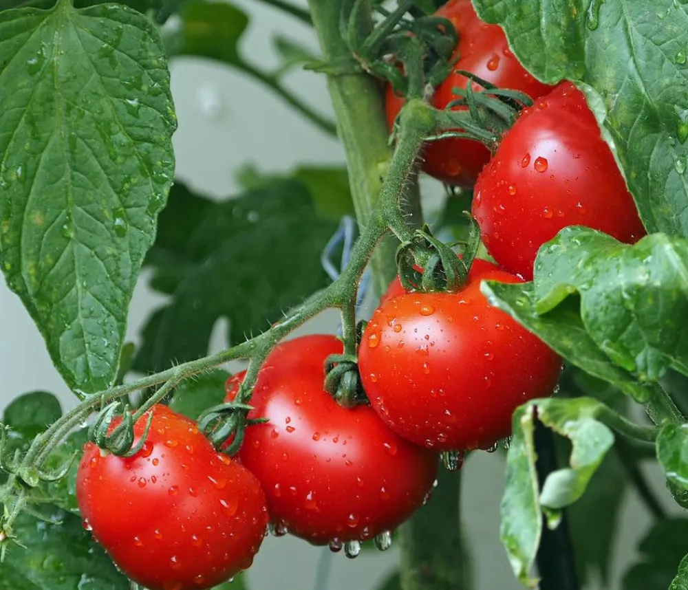 Bioland Auberginen- & Tomatenpflanzen|Bio-Gemüsepflanzen > Buschtomate