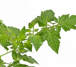 Bioland Cherrytomate Rot Clearance
