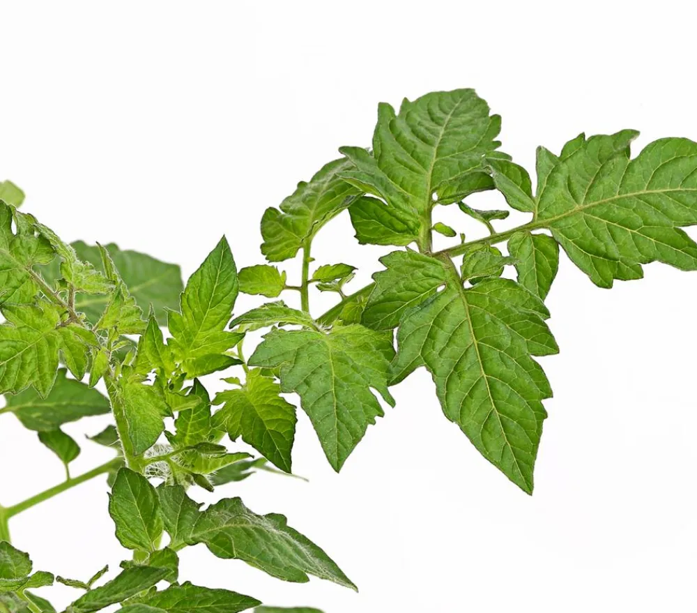 Bioland Cherrytomate Rot Clearance