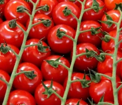 Bioland Cherrytomate Rot Clearance
