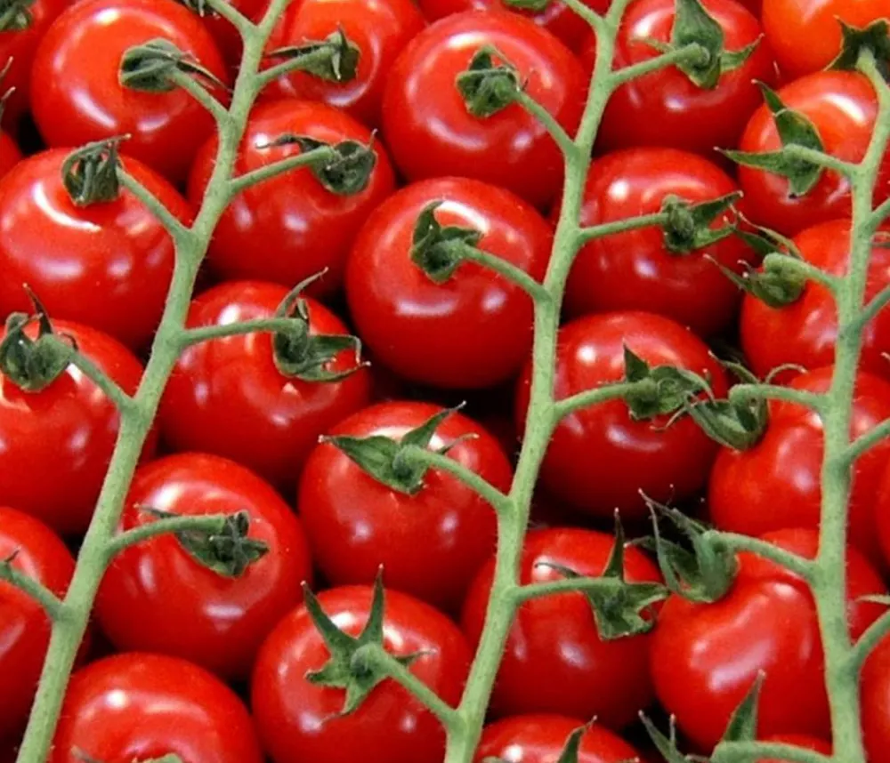Bioland Cherrytomate Rot Clearance
