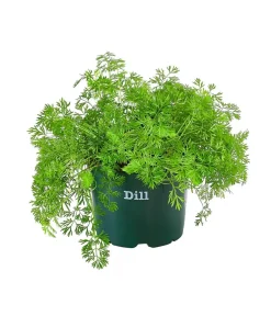 Bioland Bio-Kräuter|Küchenkräuter - Dill Grün