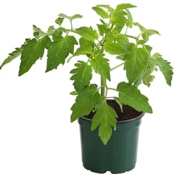 Bioland Eiertomate Rot Clearance