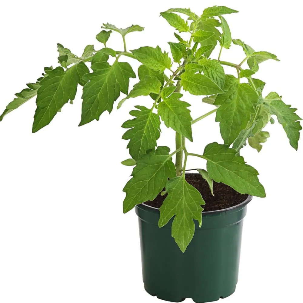 Bioland Eiertomate Rot Clearance