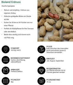 Bioland Bio-Gemüsepflanzen > Erdnuss
