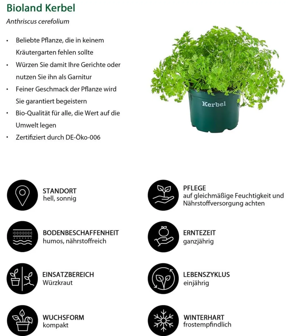 Bioland Bio-Kräuter|Garten- & Heilkräuter - Kerbel Grün