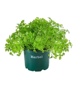 Bioland Bio-Kräuter|Garten- & Heilkräuter - Kerbel Grün