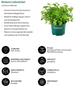 Bioland Bio-Kräuter|Küchenkräuter - Liebstöckel Grün