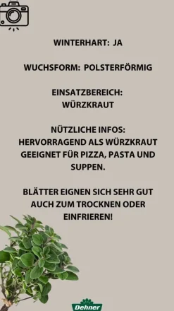 Bioland Bio-Kräuter|Küchenkräuter > Oregano