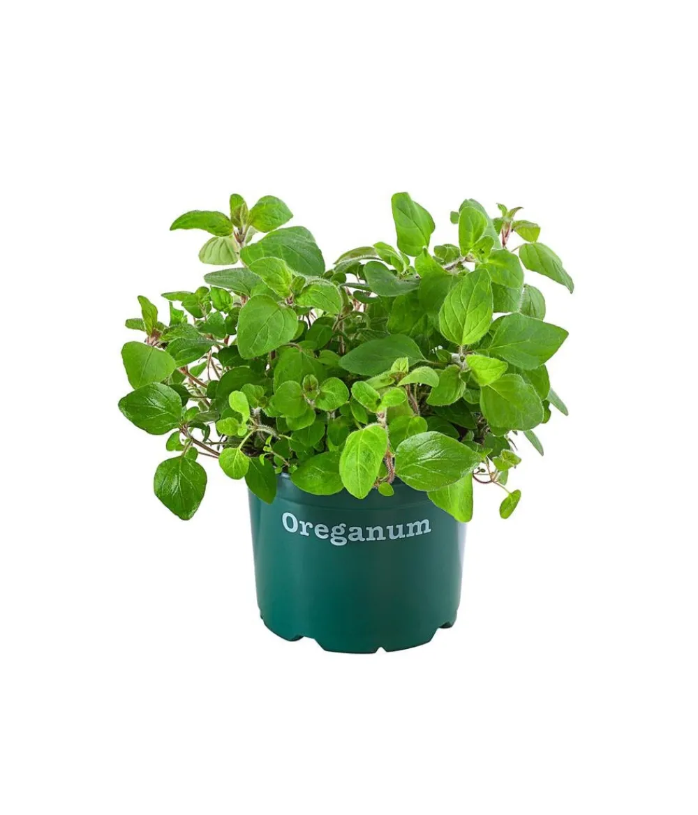Bioland Bio-Kräuter|Küchenkräuter > Oregano