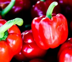 Bioland Paprika, Rot Clearance