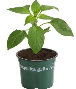 Bioland Paprika, Rot Clearance