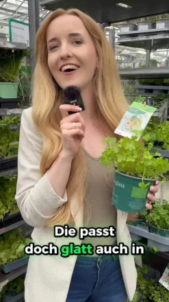 Bioland Petersilie, glatt Grün Sale