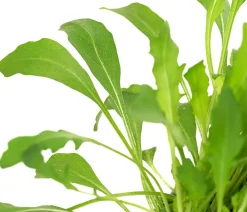 Bioland Bio-Kräuter|Kohl- & Salatpflanzen > Rucola