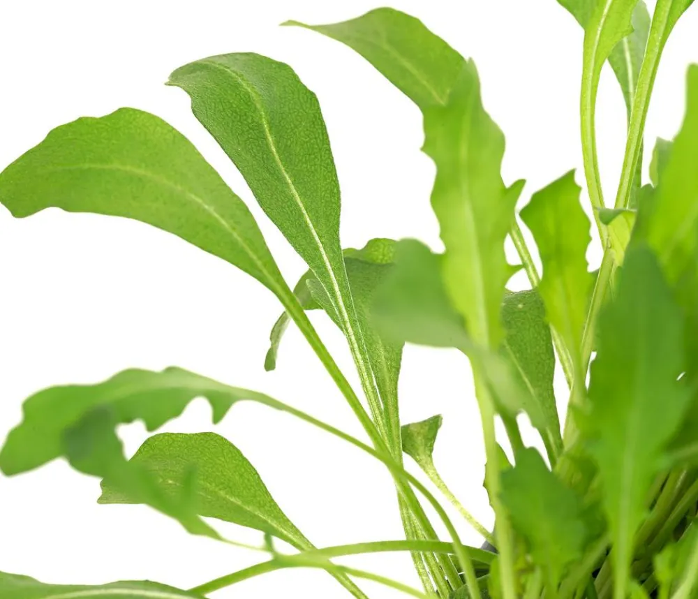 Bioland Bio-Kräuter|Kohl- & Salatpflanzen > Rucola