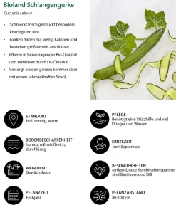 Bioland Zucchini- & Gurkenpflanzen|Bio-Gemüsepflanzen - Schlangengurke Grün