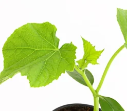 Bioland Zucchini- & Gurkenpflanzen|Bio-Gemüsepflanzen - Schlangengurke Grün