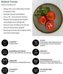 Bioland Auberginen- & Tomatenpflanzen|Bio-Gemüsepflanzen > Tomate, rundfruchtig