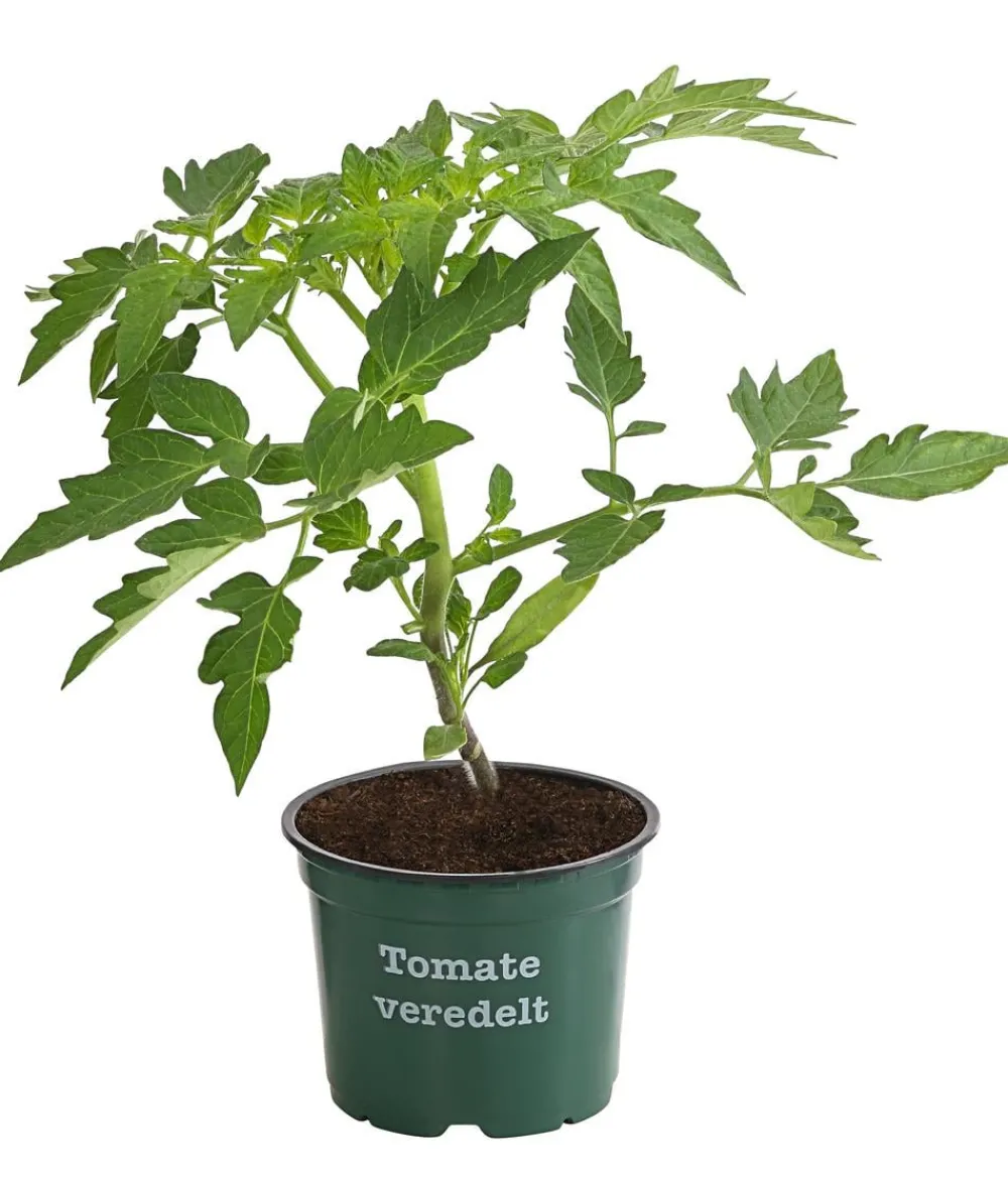 Bioland Auberginen- & Tomatenpflanzen|Bio-Gemüsepflanzen - Tomate, veredelt Rot