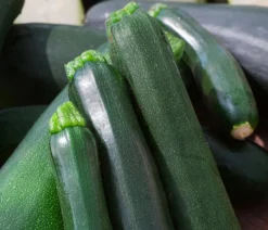 Bioland Gartengemüse|Bio-Gemüsepflanzen - Zucchini Dunkelgrün