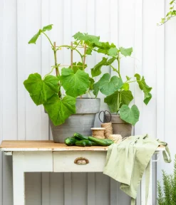 Bioland Gartengemüse|Bio-Gemüsepflanzen - Zucchini Dunkelgrün